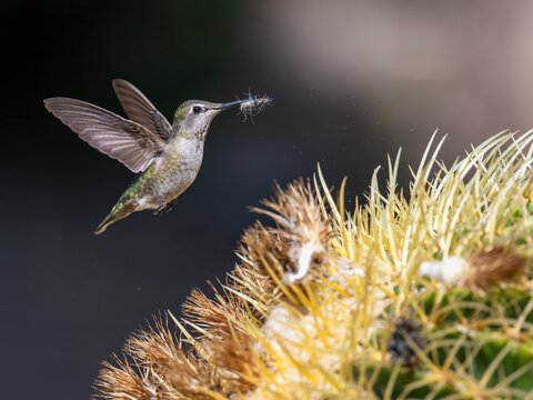 Anna’s Hummingbird (Calypte anna) in mid-flight as it collects plant fibers from a Golden Barrel Cactus (Echinocactus grusonii) for nest-building. 