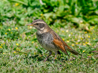 地面を歩くツグミ