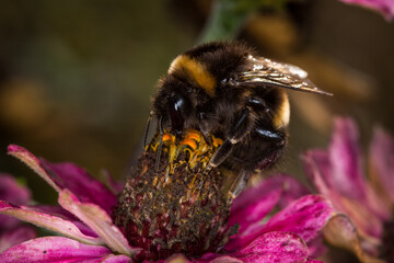 close up of a bumble bee collecting nectar from a flower