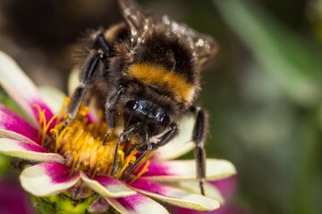 close up of a bumble bee collecting nectar from a flower