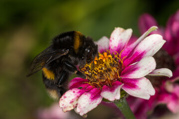 close up of a bumble bee collecting nectar from a flower