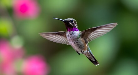 Fototapeta premium Hummingbird in flight showing vibrant iridescent colors in natural setting
