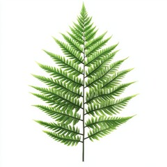 Detailed fern leaf, vibrant green, isolated on white background.  A single, artificial fern frond with intricate, delicate fronds.  Perfectly showcased against a pure white backdrop