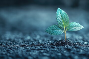 A small plant with three leaves, growing out of dark soil. Soft blue background
