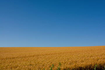 黄金色のムギ畑と青空
