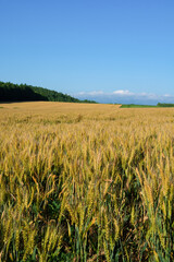 黄金色の麦の穂と青空
