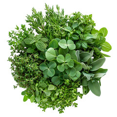 Fresh herbs assortment rosemary thyme mint sage and clover  isolated on transparent  background