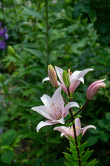 夏の庭の満開のピンクのユリ
