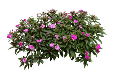 Tropical plant pink flower bush tree isolated on white background with clipping path.