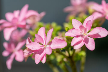 ピンクのアジサイのクローズアップ
