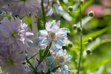 水色の花弁の八重咲きのデルフィニューム
