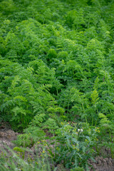 夏の緑のニンジン畑
