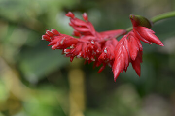 ウラベニショウ　ストロマンセ