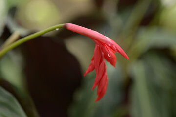 ウラベニショウ　ストロマンセ