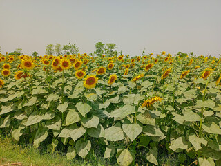 A vast field of sunflowers under a clear sky. The sunflowers bloom, displaying their large, vibrant yellow petals and dark centers. Tall green stems and broad leaves densely populate the area,