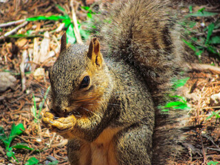 Squirrel Eating From Its Hand With Green Grass In The Background