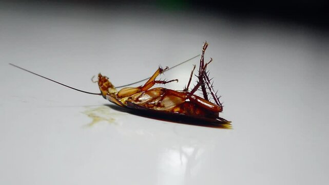 Close up of dying cockroach being sprayed with insect repellent liquid. Cockroach upside down struggling to turn over on the floor. Cockroach trying to survive