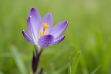 Fototapeta premium Close-up of a violet flower blooming in a grassy meadow