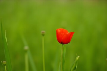 Obraz premium Tiny wild poppy growing among green grass