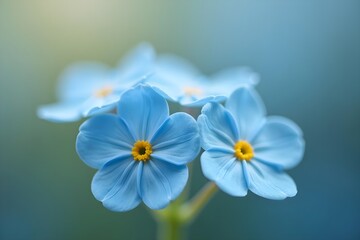 Close-up of a forget-me-not flower with soft background