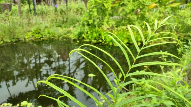 Fern leaves sway gently by a pond, creating a calming nature scene perfect for relaxation content, backgrounds, or environmental storytelling. Pteridophyta