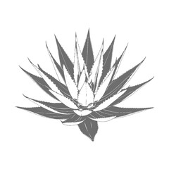 cannabis leaf vector illustration