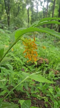Globba winiti yellow in clusters in the forest