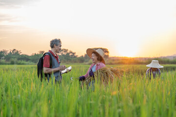agronomist or researcher using digital tablet collect data,interview a farmer in the evening sun rice plant in paddy field,concept of rice agriculture research and development