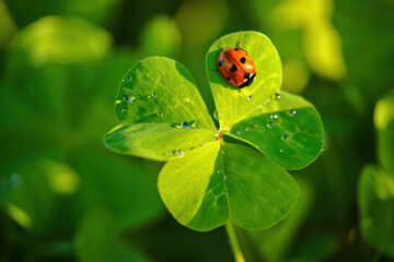 trébol de tres hojas con una Catarina roja 