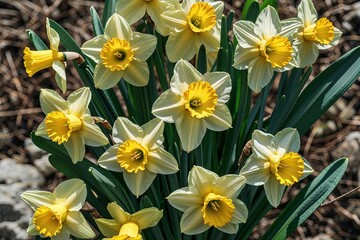 Obraz premium Fresh Yellow Daffodils in Bright Sunshine with Green Leaves Flatlay Photography