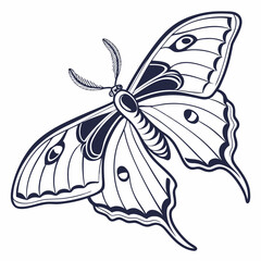 butterfly vector illustration
