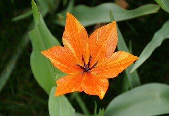 Close-up of a star-shaped Leatherbulb Tulip Shogun with a striking orange hue.