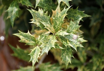 Close-up of variegated Holly Osmanthus Heterophyllus Goshiki leaves with vibrant green and creamy yellow patterns.