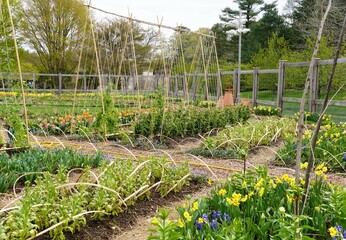 Organic garden with bamboo supports, showcasing a variety of vegetables and flowering plants