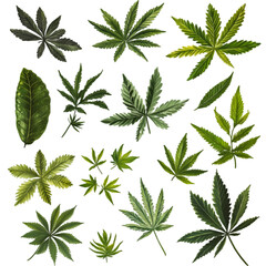 "Green Cannabis Leaf Vector &ndash; Isolated on White Surface. 
marijuana art, hemp plant, marijuana symbol, vector marijuana, isolated on white, botanical illustration, natural vector, hemp vector, mariju
