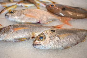 pesce fresco sul bancone di una pescheria 