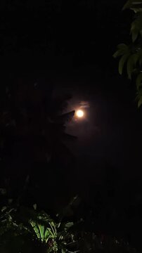 night in the forest