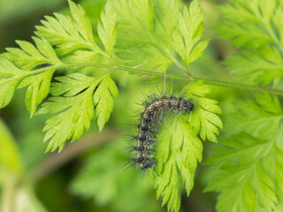 クワゴマダラヒトリの幼虫と草の葉02