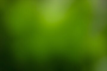 blur background of Fresh Leaves in Soft Natural Lighting