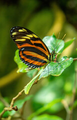 Eueides isabella Butterfly