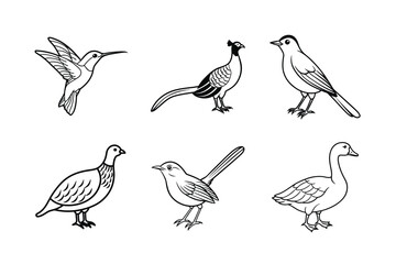 Set of bird vector art illustration