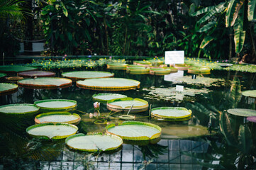 水面に浮かぶ大きな草