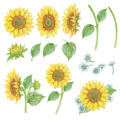 Elements Vector of sunflower hand draw watercolor.
