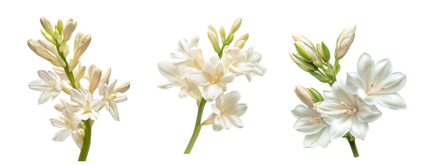 Tuberose flowers, close up, isolated in white background