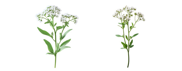 Valerian flowers, close up, isolated in white background