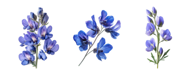 Wild indigo flowers, close up, isolated in white background