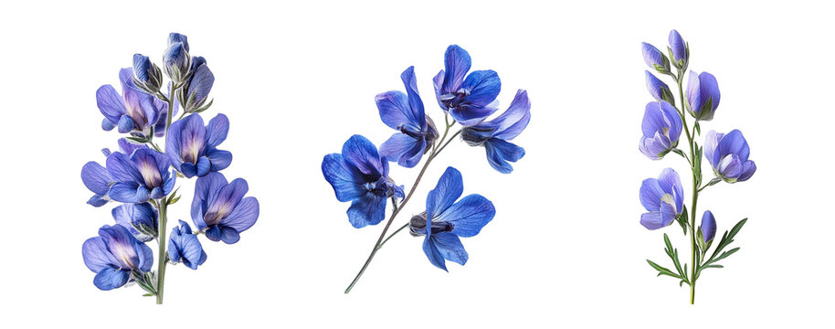 Wild indigo flowers, close up, isolated in white background