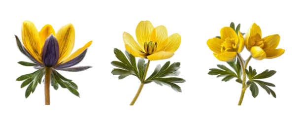 Winter aconite flowers, close up, isolated in white background