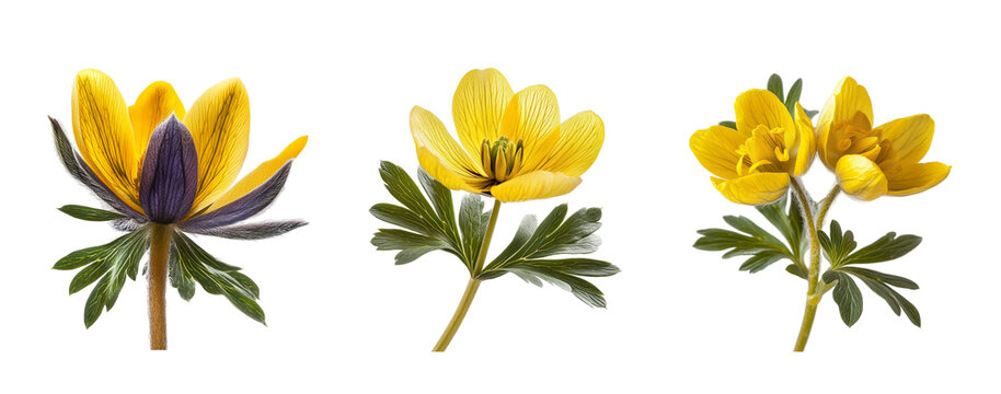 Winter aconite flowers, close up, isolated in white background