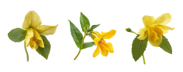 Yellow archangel flowers, close up, isolated in white background